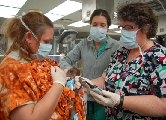 Baby O with Allison Jungheim, senior keeper; Vickie Skala, certified veterinary technician; and Dr. Kristin Smith