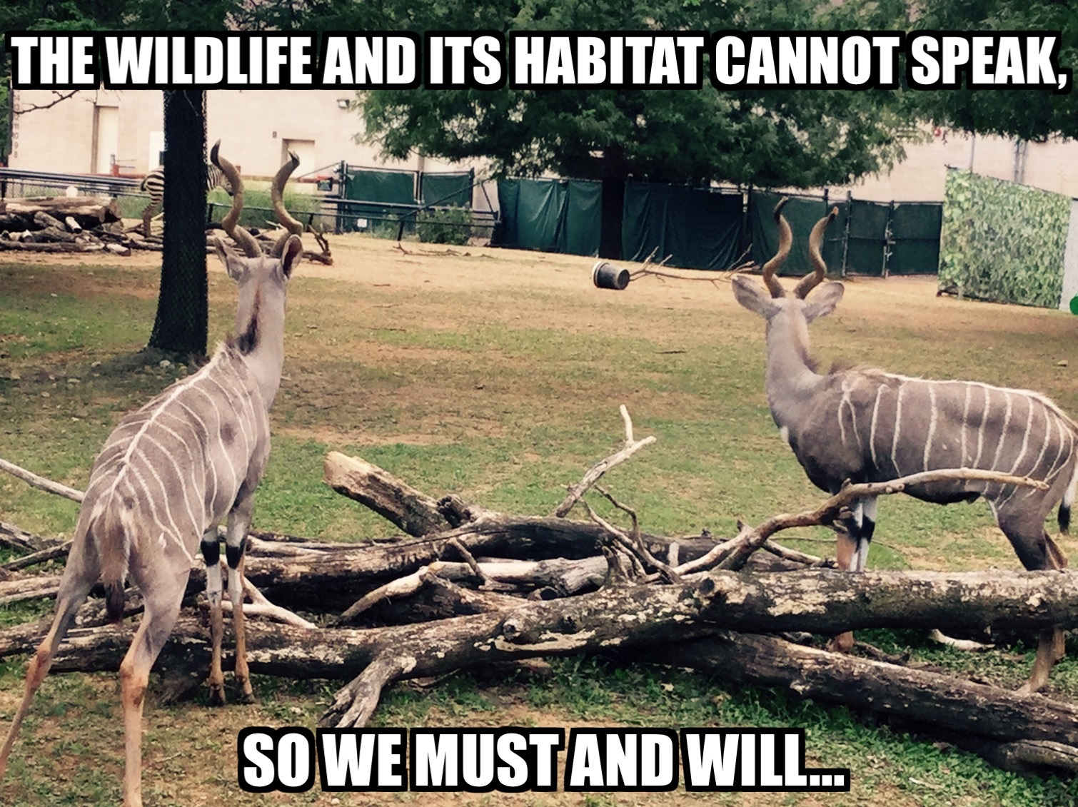 Image result for protect wildlife meme